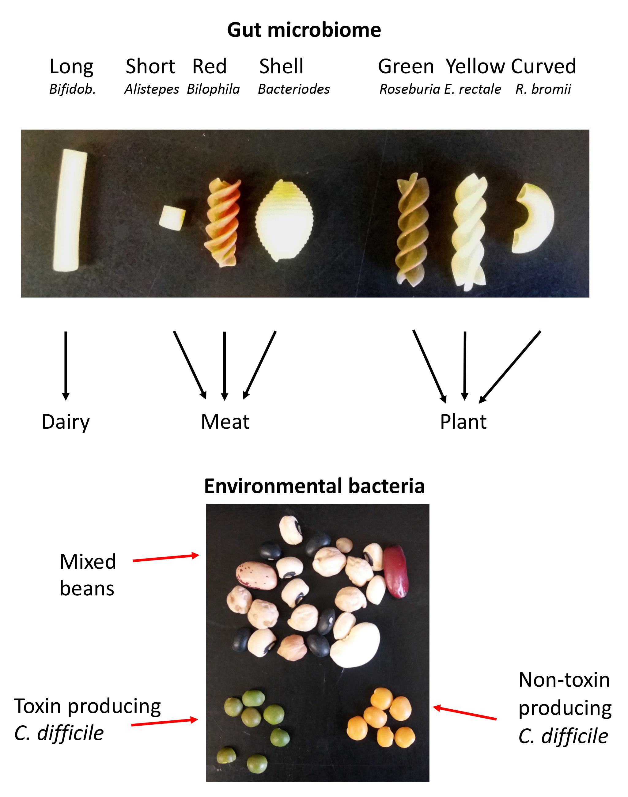 The Impact of Diet and Antibiotics on the Gut Microbiome: Distance Education Variant