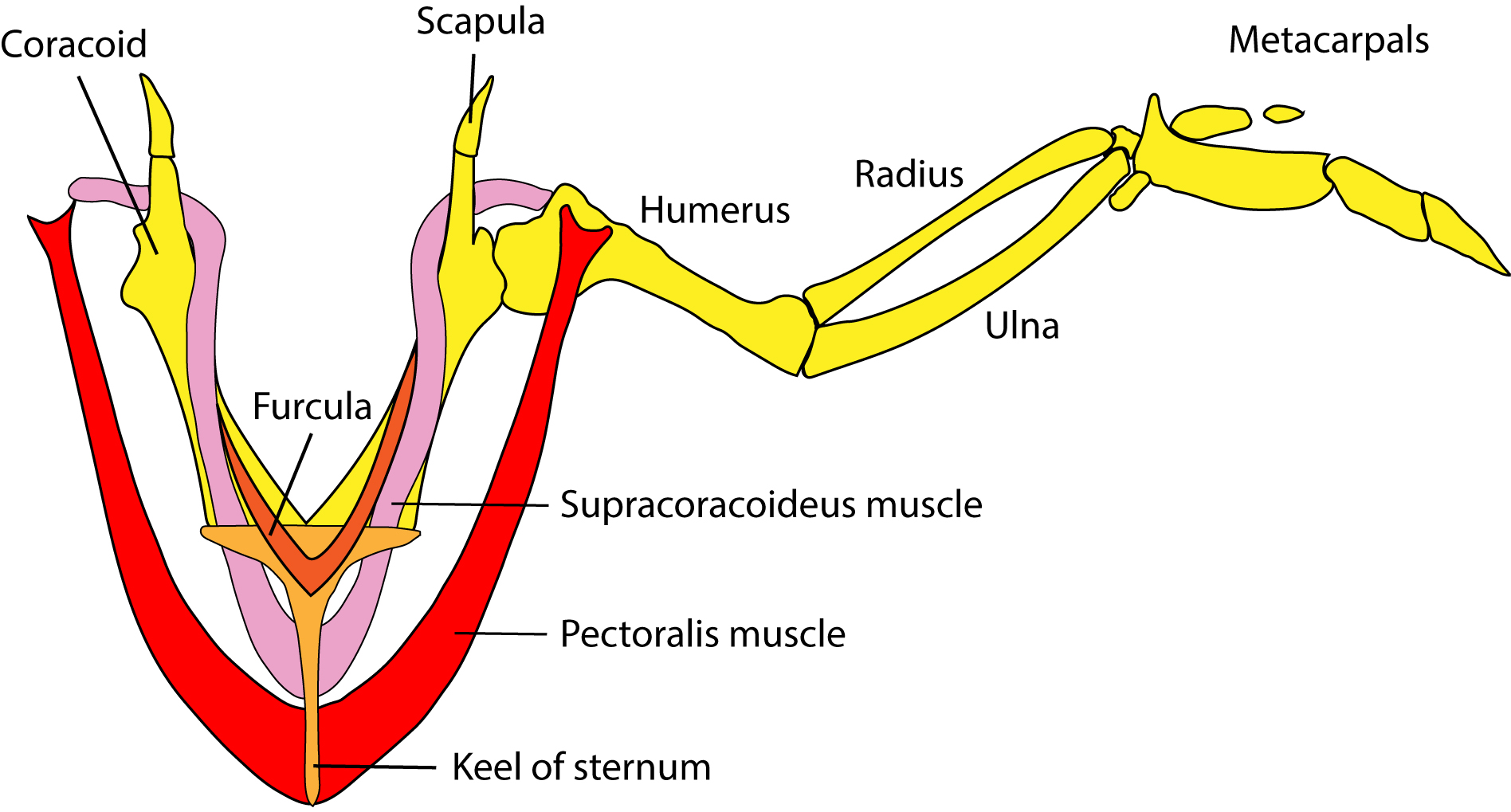 Figure 4. Musculoskeletal anatomy of a bird wing.
