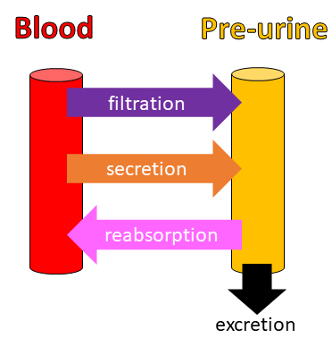 How Do Kidneys Make Urine From Blood? Qualitative and Quantitative Approaches to Filtration, Secretion, Reabsorption, and Excretion