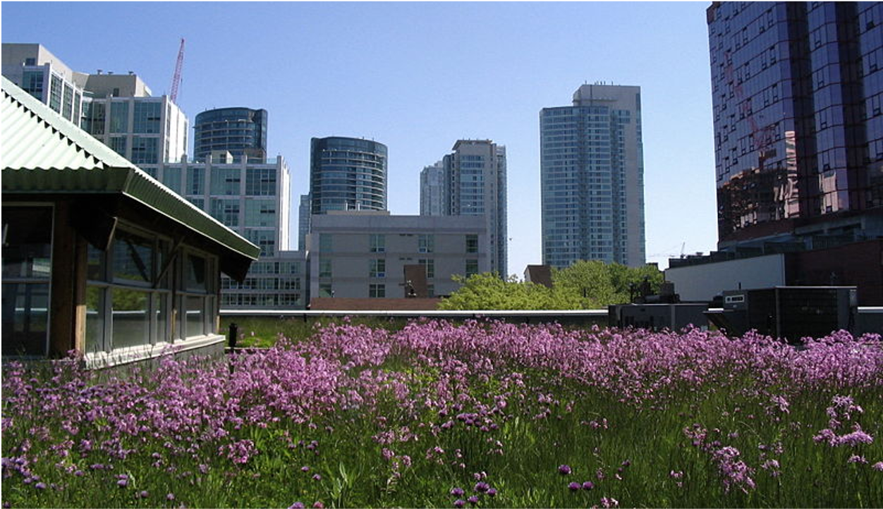 Green Infrastructure/Green Roofs (Project Eddie)