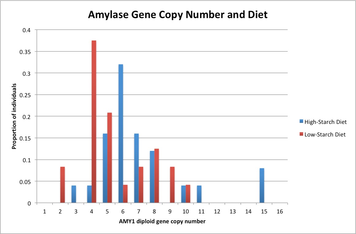 Amylase Copy Number and Diet