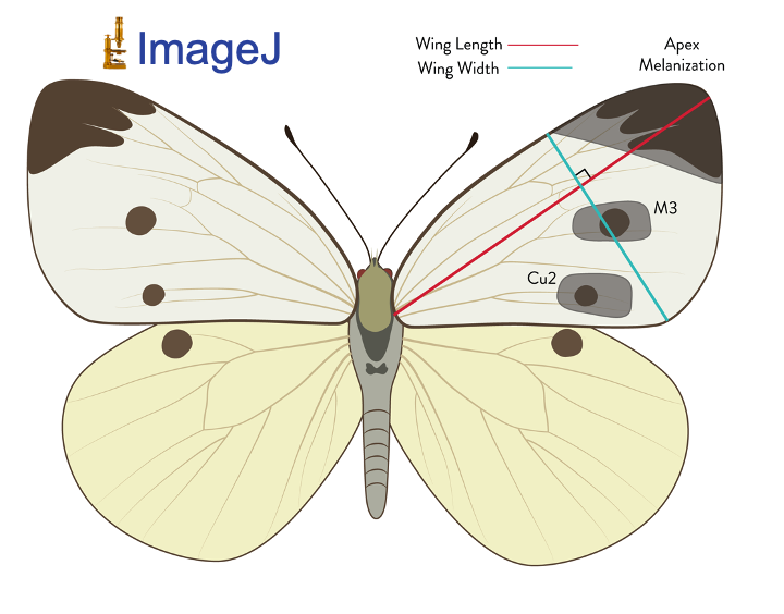 Measuring Size and Area of Digitized Specimens using ImageJ