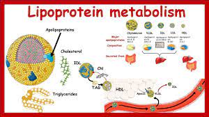 5-012-LipoproteinModeling-ModelingScenario