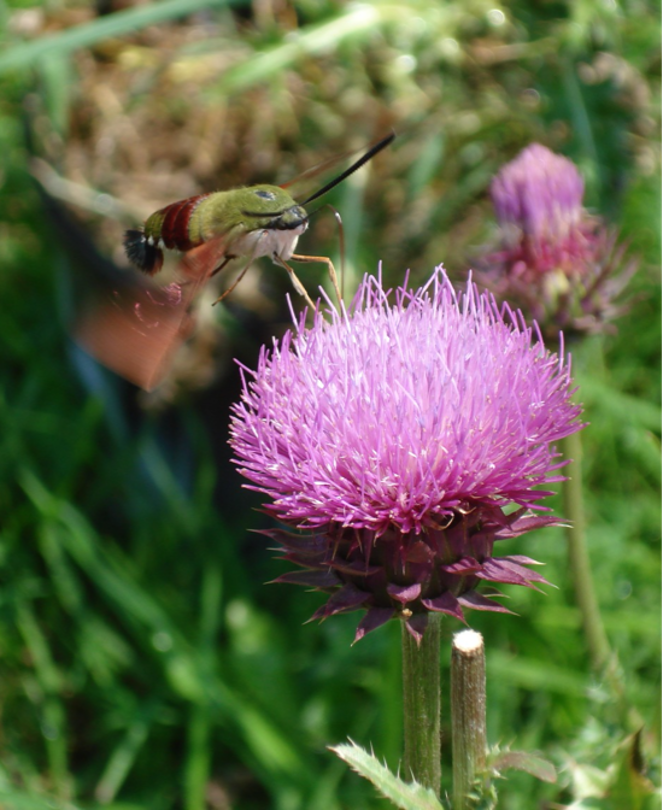 Make Your Move: Interpreting graphs of pollinator behavior
