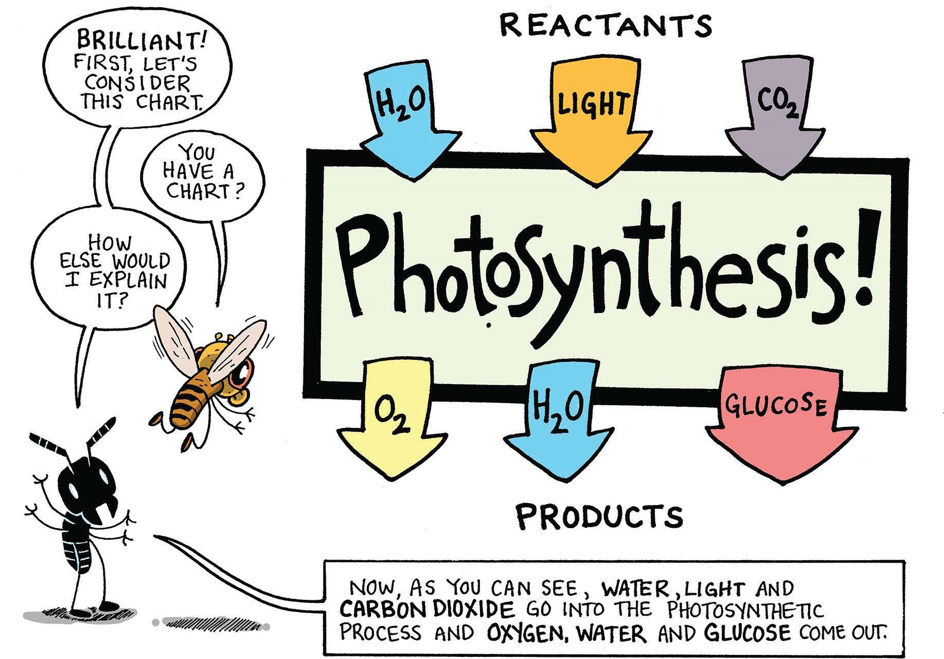 Exploring the Complexities of Photosynthesis Through a Comic Strip