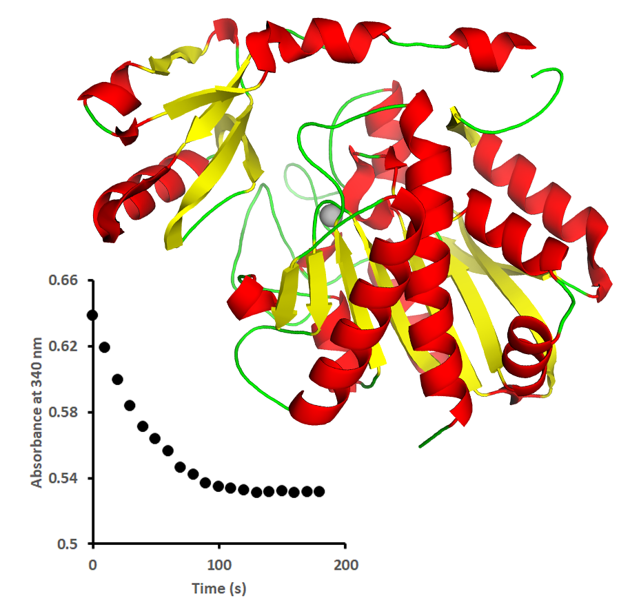 Isolation and Functional Analysis of a Pancreatic Enzyme in an Introductory Student Lab