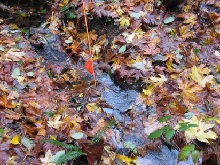 Investigating Leaf Litter Decomposition and Invertebrate Communities in Streams