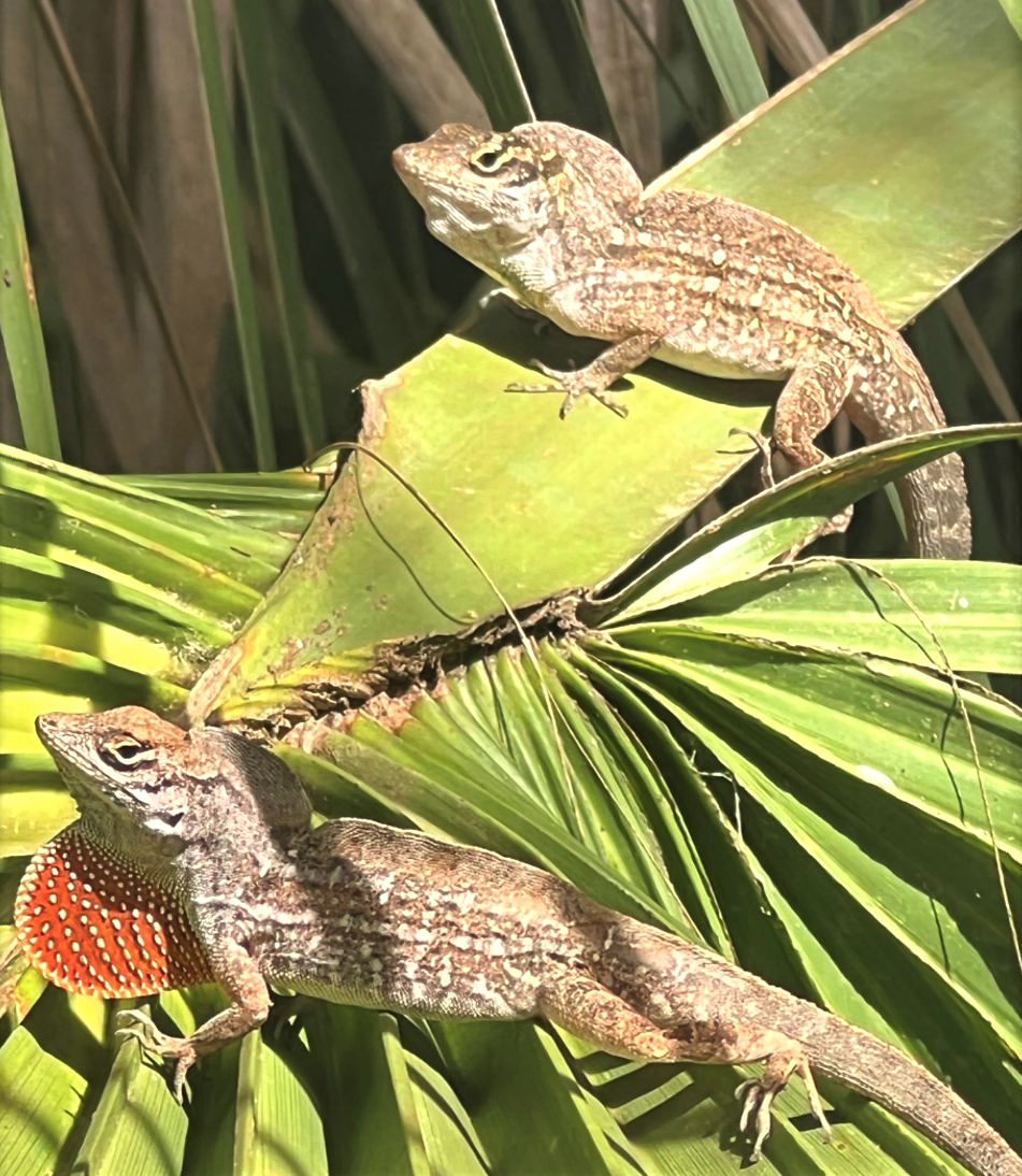 Unveiling Lizard Evolution: Graphical Insights into Behavioral Ecology in the Era of Climate Change