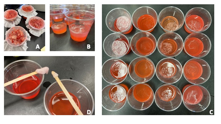 An Interactive Protocol for In-Classroom DNA Extraction