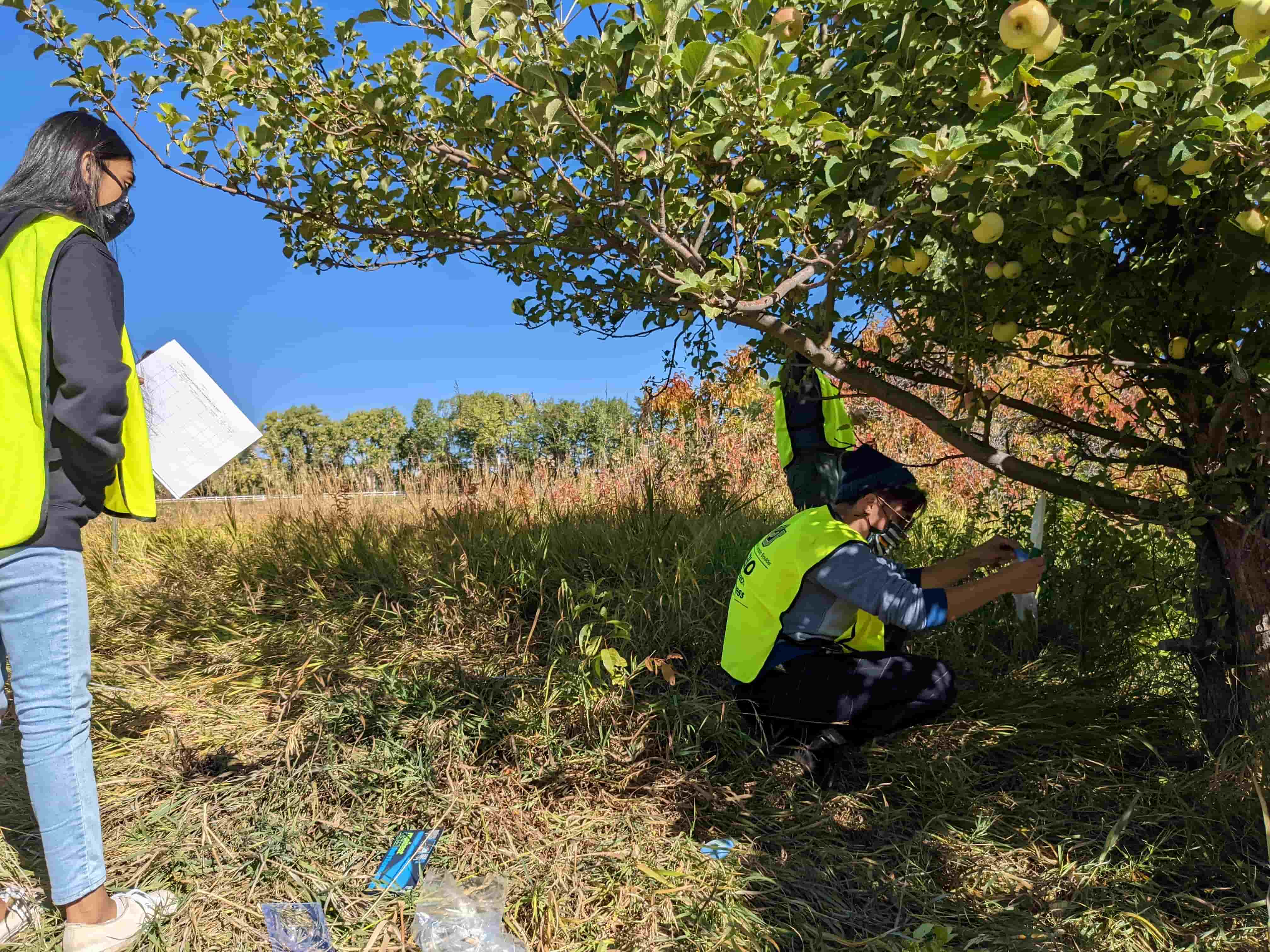 The Power of Place: A Course-Based Undergraduate Research Experience Studying Urban Ecology, Local Apple Trees and Disease Susceptibility