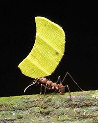 Leaf cutter ant foraging