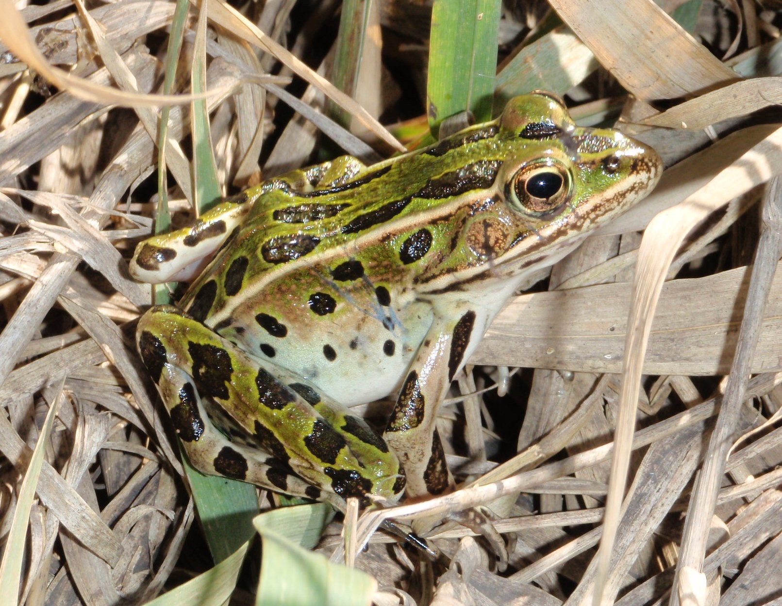 Climate Change and Phenology: Evaluating Temperature, Precipitation, and Phenology of Frogs and Toads in Minnesota