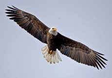 Exploring the population dynamics of wintering bald eagles through long-term data