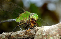 The insect predation game: evolving prey defenses and predator responses