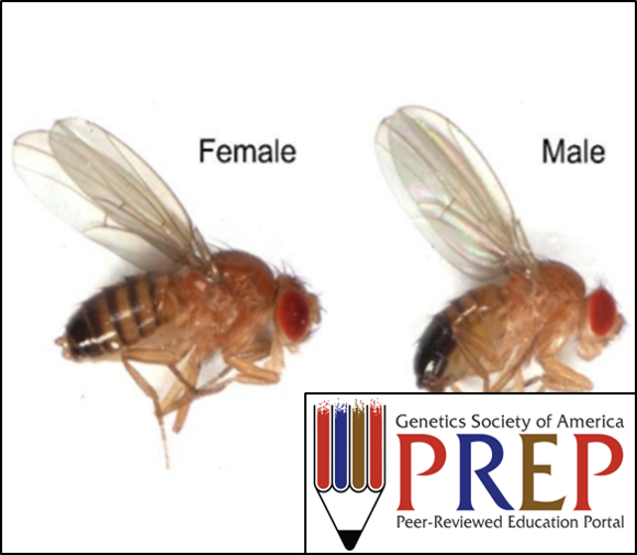 Behavioral Genetics: Investigating the genes of a complex phenotype in fruit flies