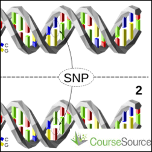 Exploration of the Human Genome by Investigation of Personalized SNPs
